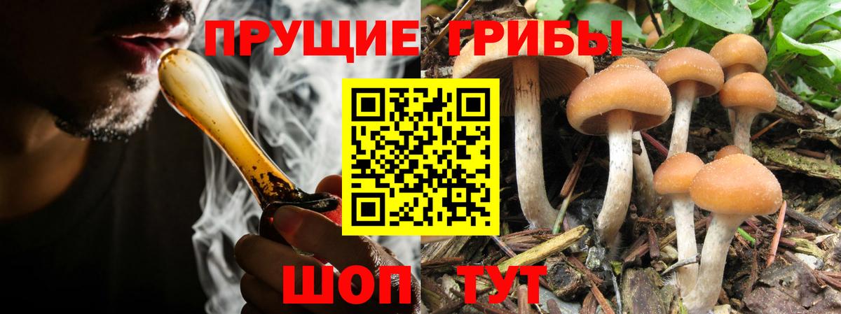 Кемерово  Псилоцибиновые грибы Psilocybine cubensis  Вход с VPN 
